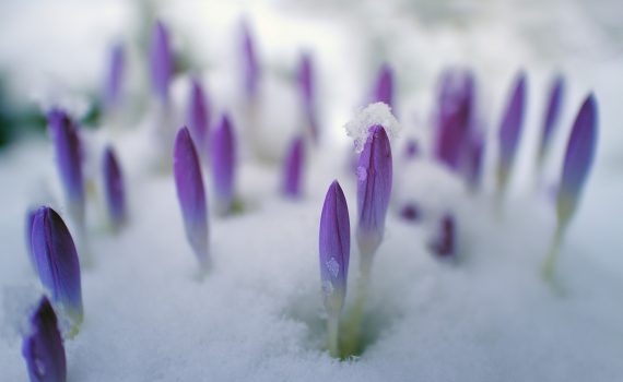 Crocus flowers in the snow
